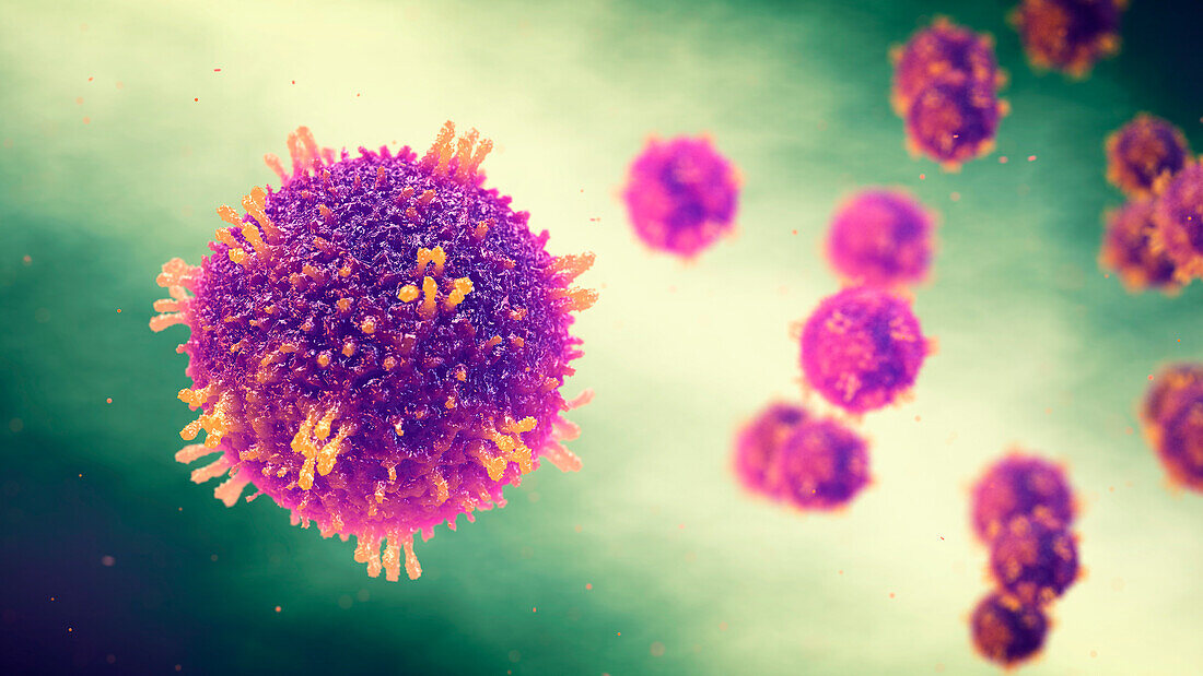 Measles morbiliviruses, illustration