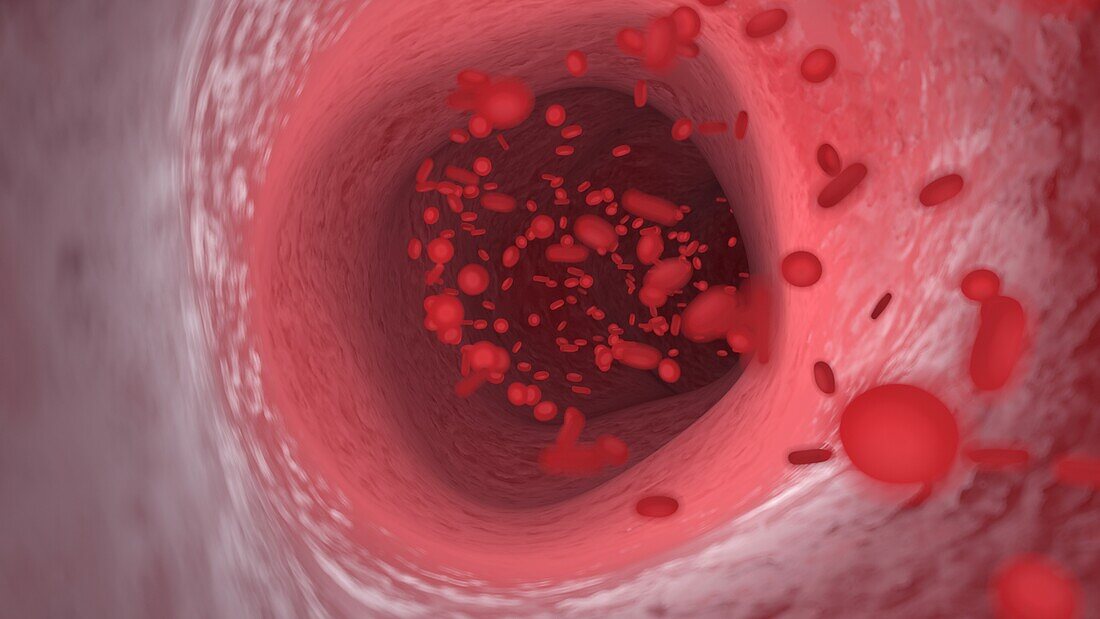 Red blood cells flowing through an artery, illustration