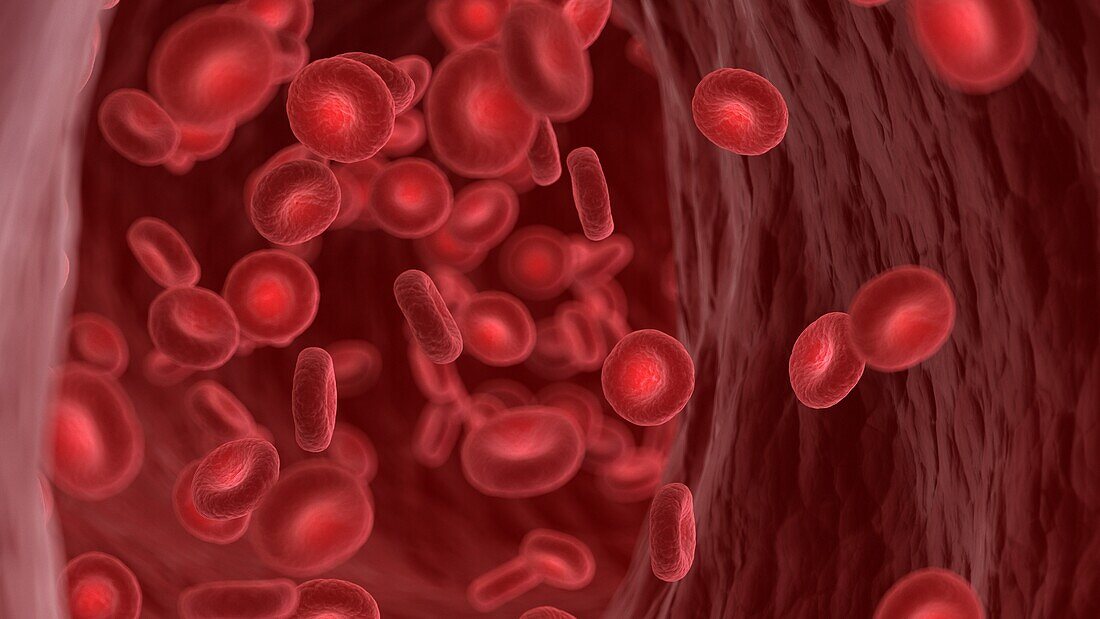 Red blood cells in a human artery, illustration