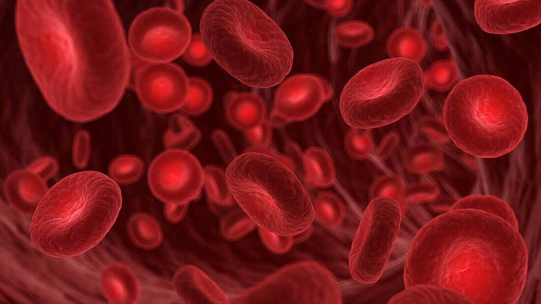 Red blood cells in a human artery, illustration