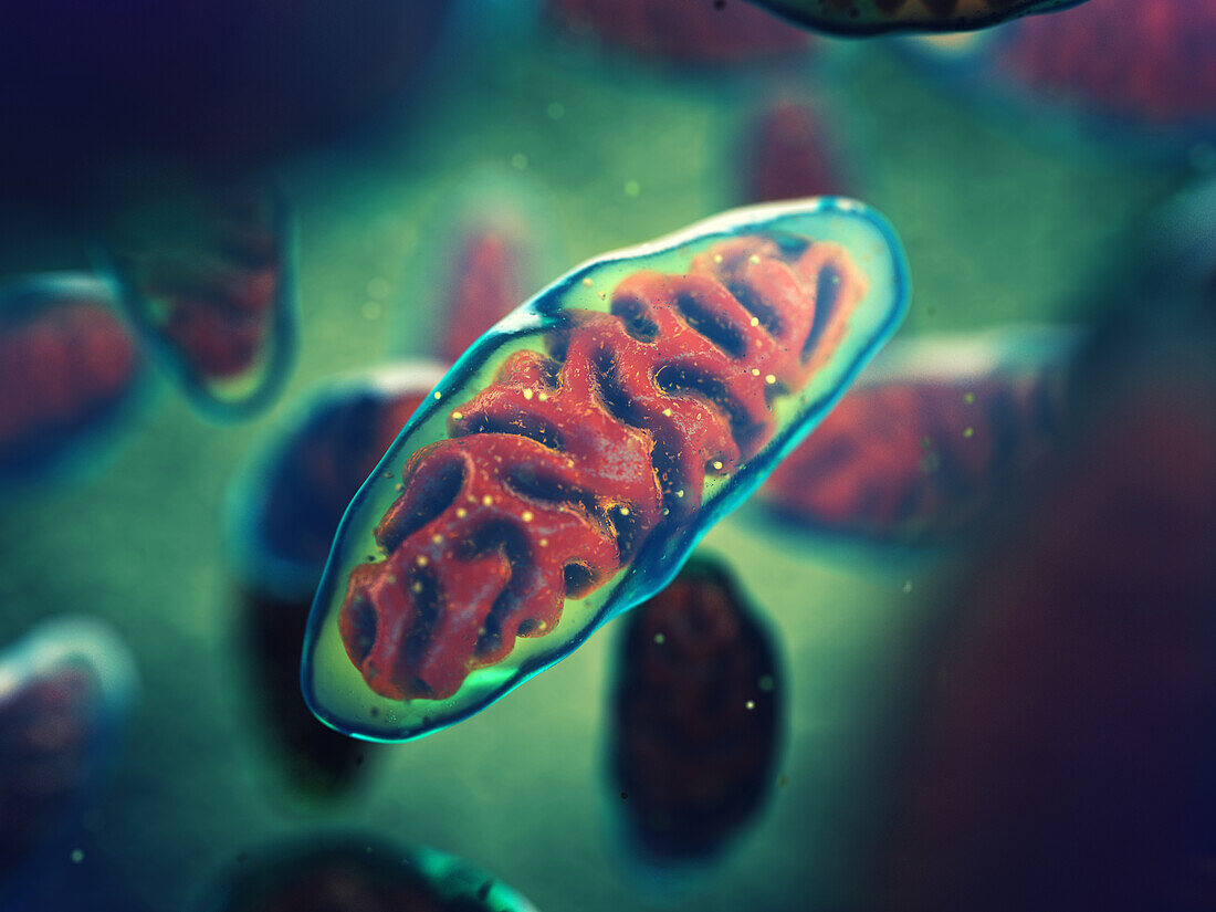 Mitochondria, illustration