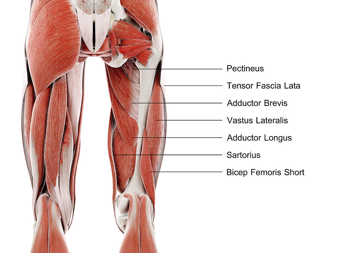 Muscles of the upper leg, illustration