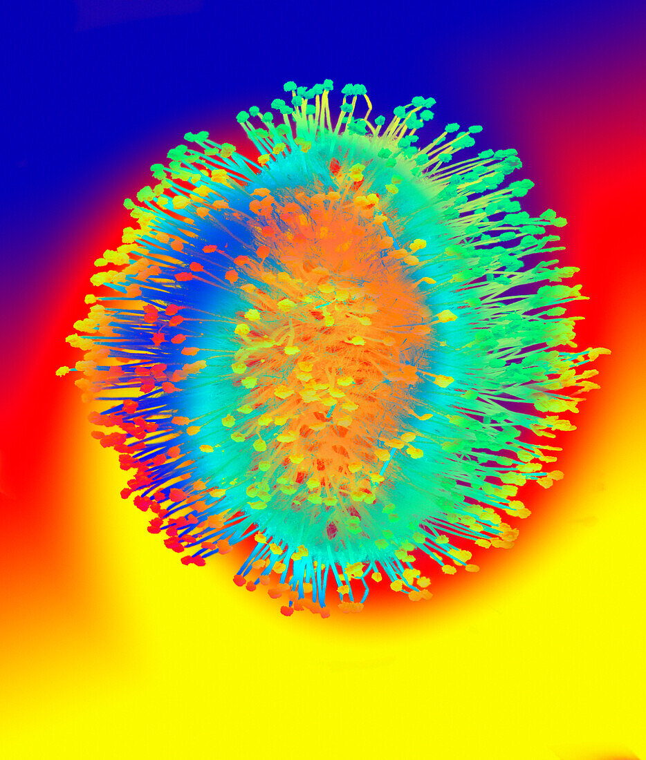 Virus, illustration
