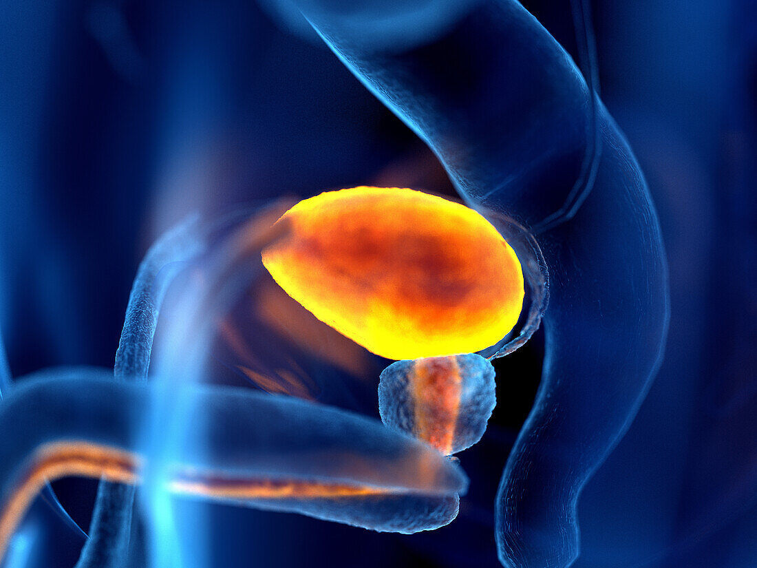 Human bladder, illustration