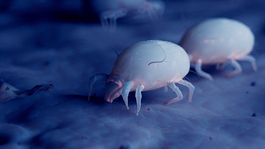 Dust mites, illustration