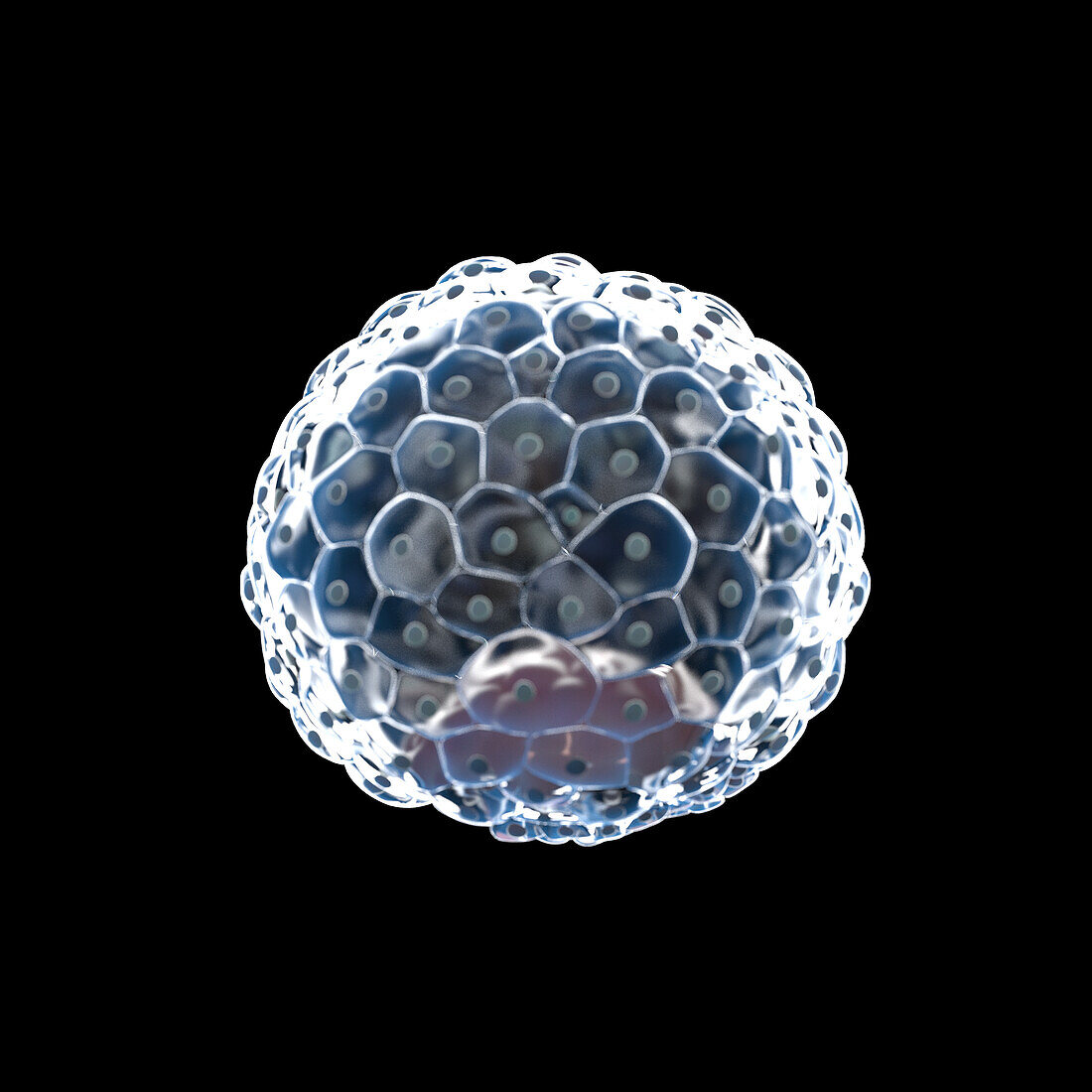 Human blastocyst, illustration