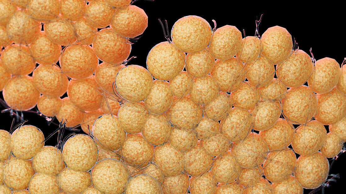 Fat cells, illustration