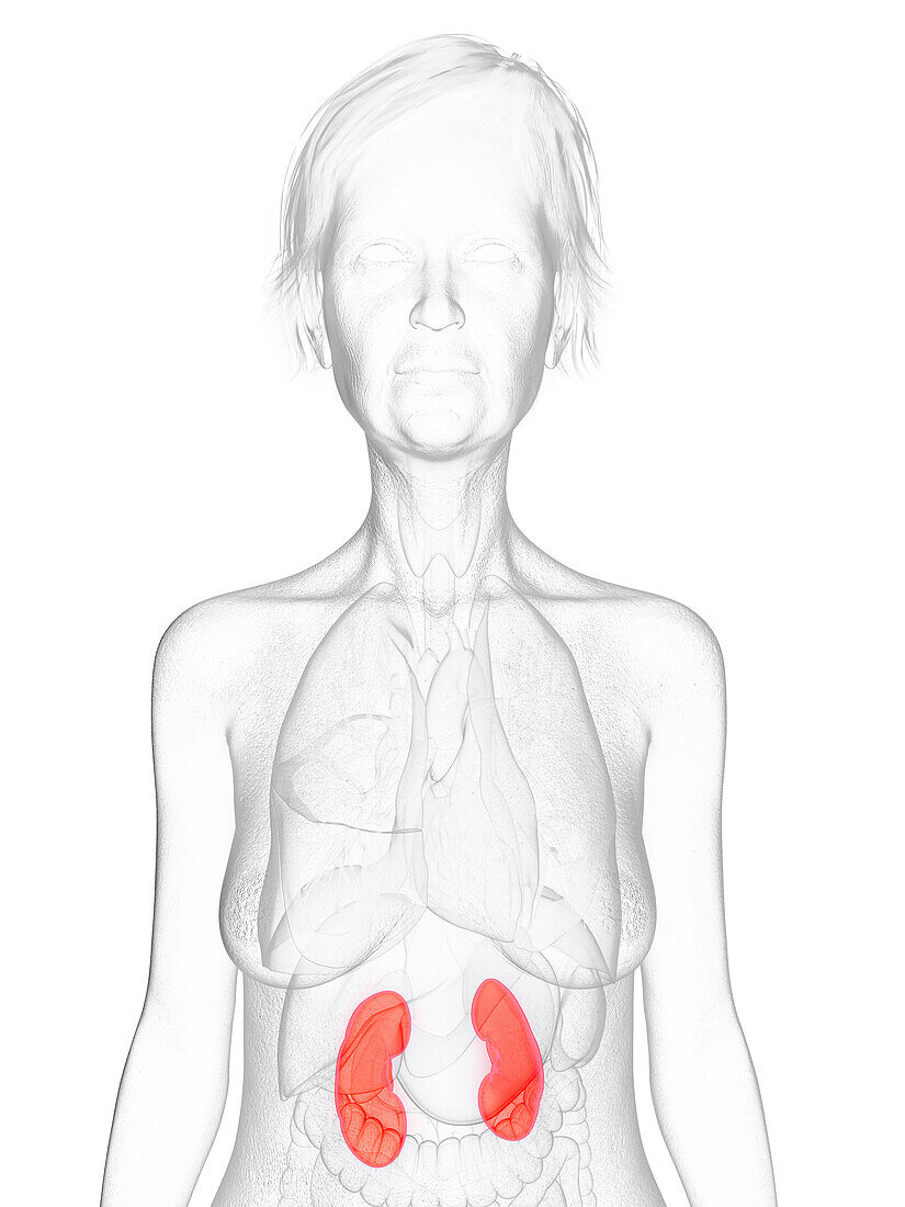 Elderly woman's kidneys, illustration