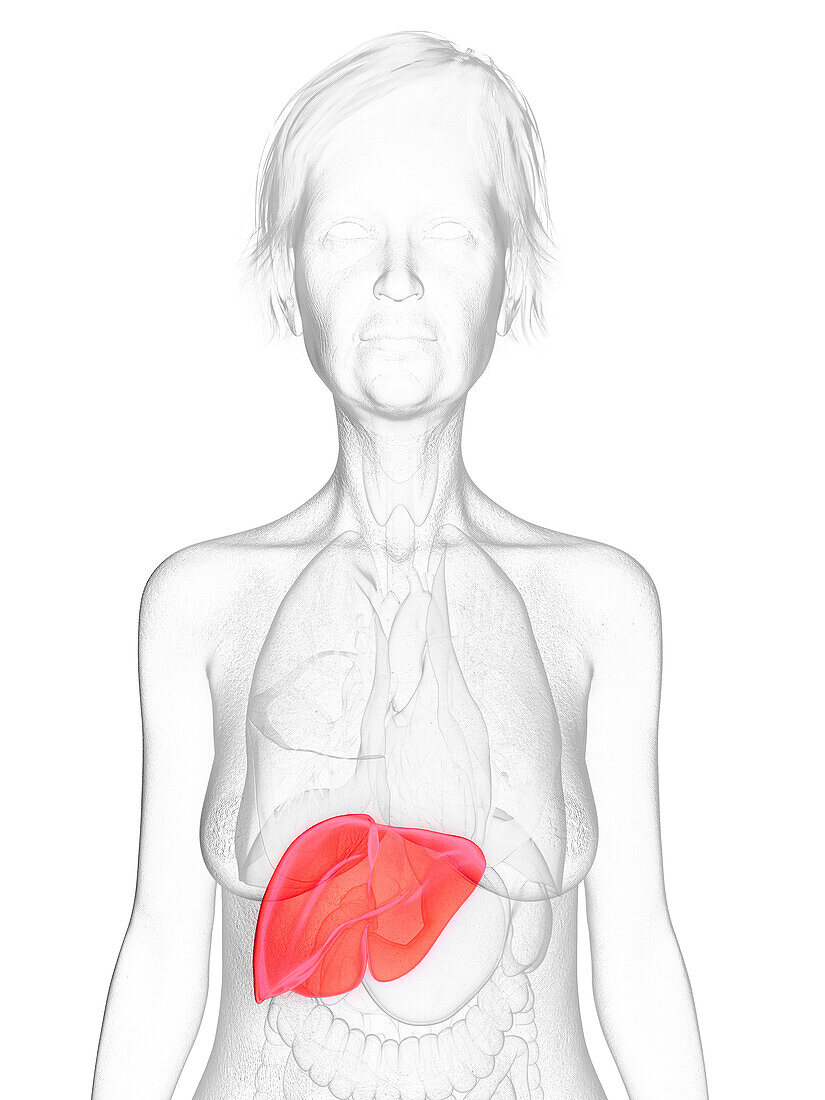 Elderly woman's liver, illustration