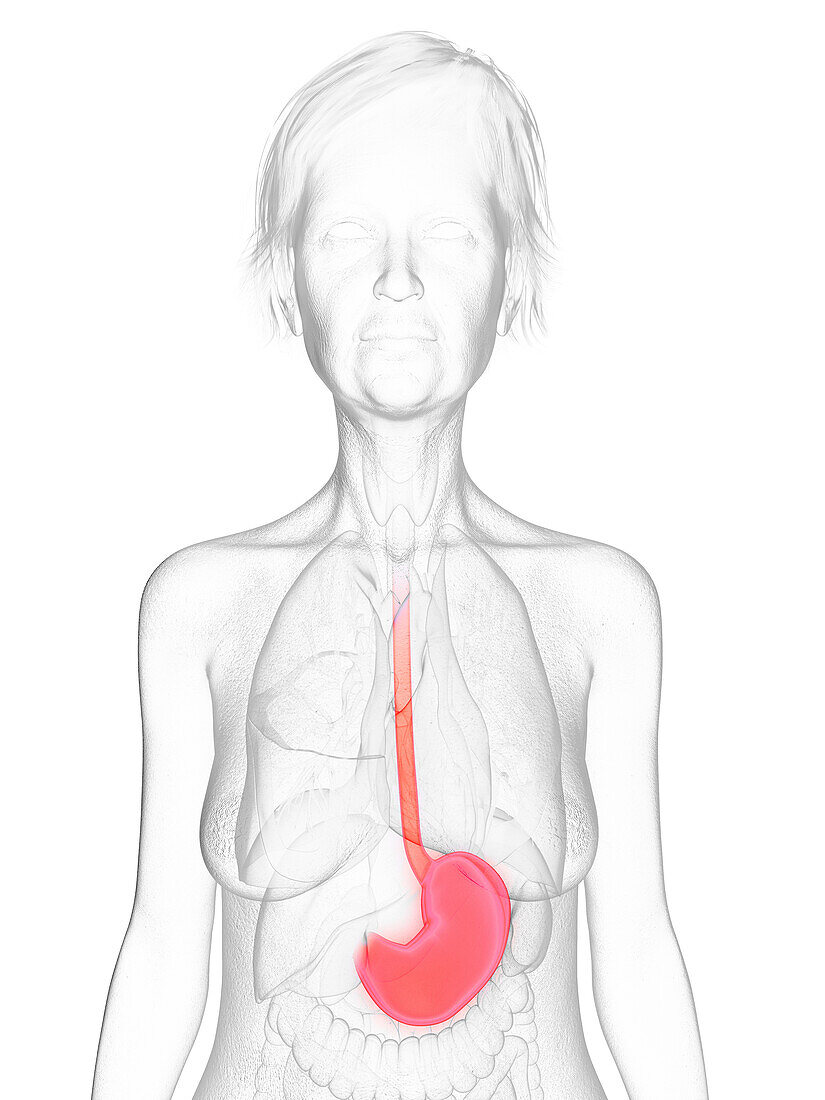 Elderly woman's stomach, illustration