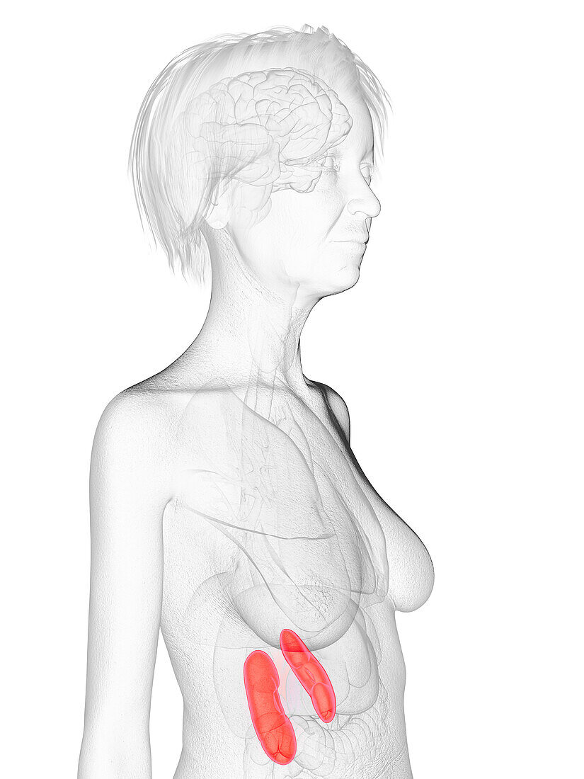 Elderly woman's kidneys, illustration