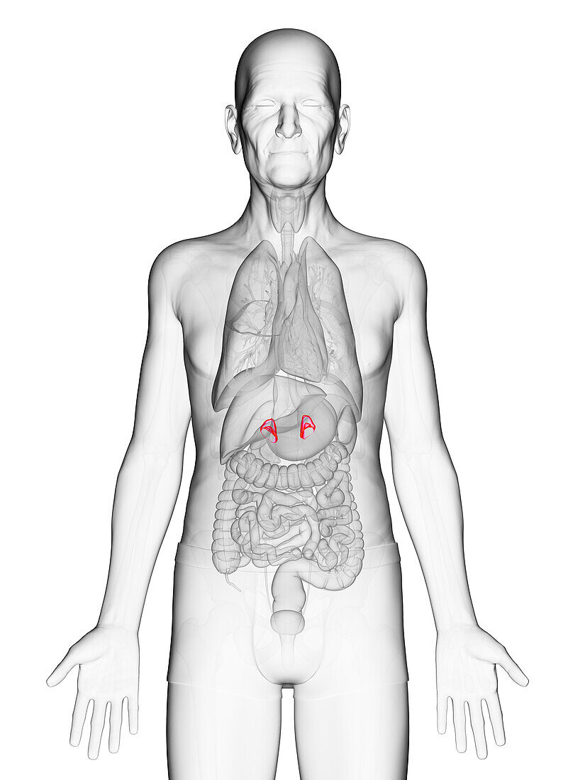 Elderly man's adrenal glands, illustration