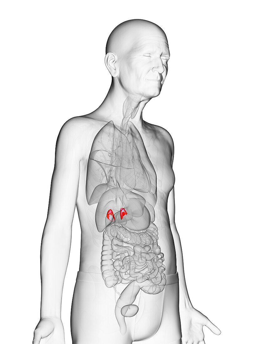 Elderly man's adrenal glands, illustration
