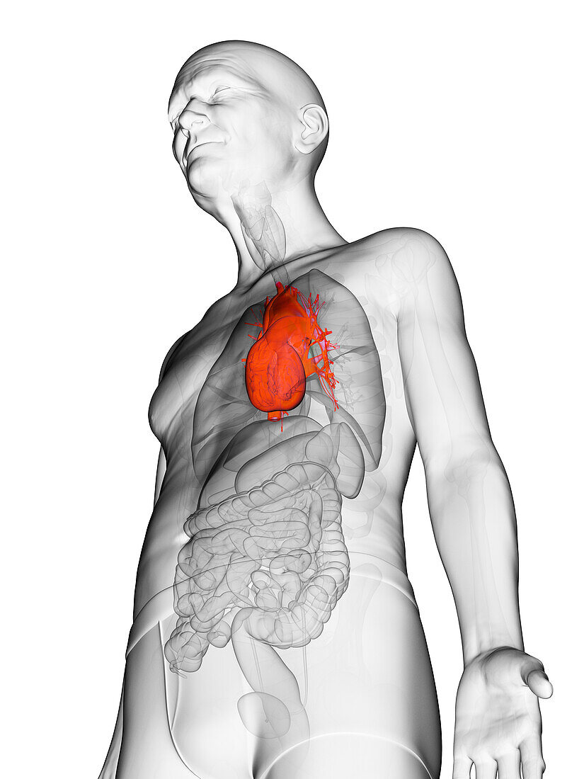 Elderly man's heart, illustration