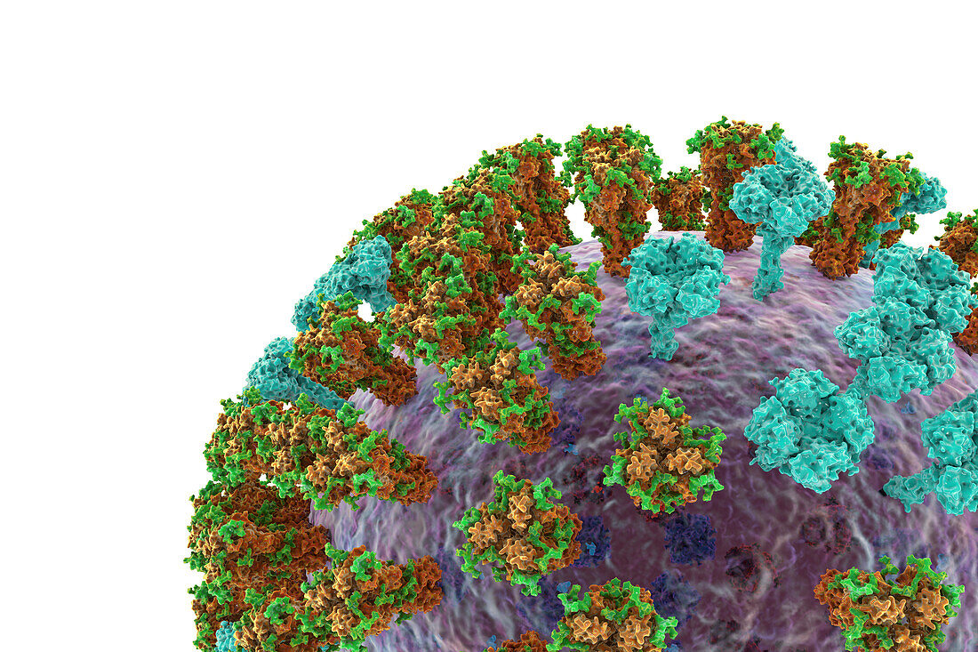 Flu virus, illustration