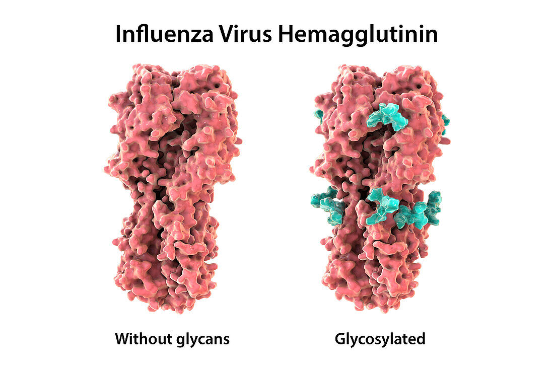 Haemagglutinin from H7N9 2013 influenza virus, illustration