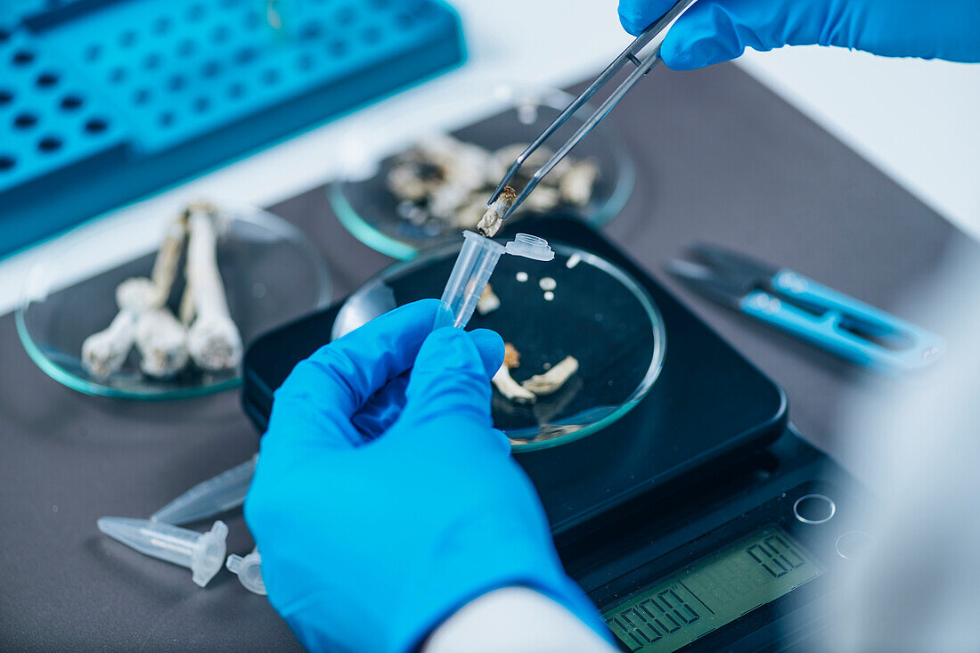 Preparing micro doses of psilocybin mushrooms in laboratory