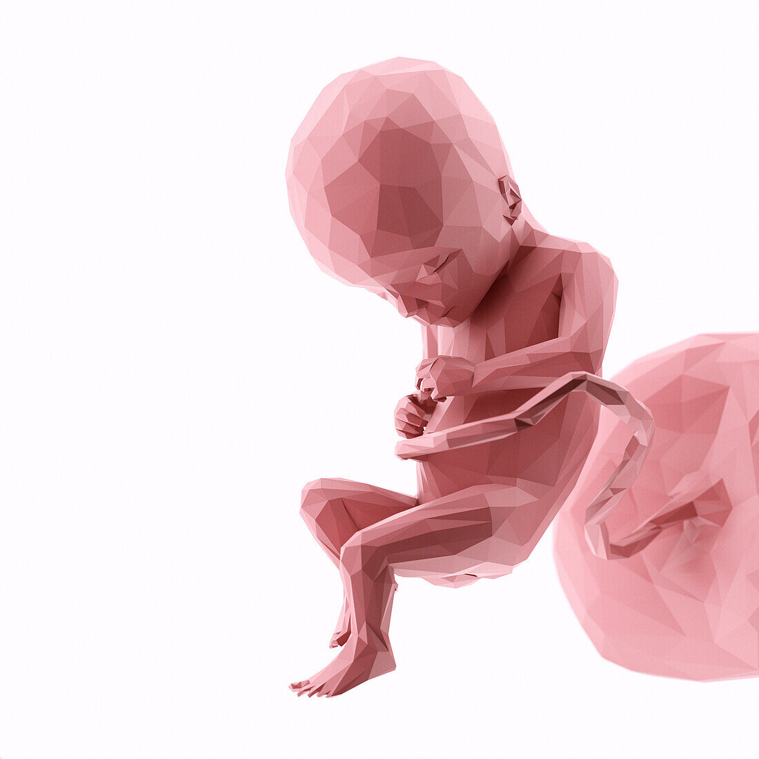 Human fetus at week 17, abstract illustration