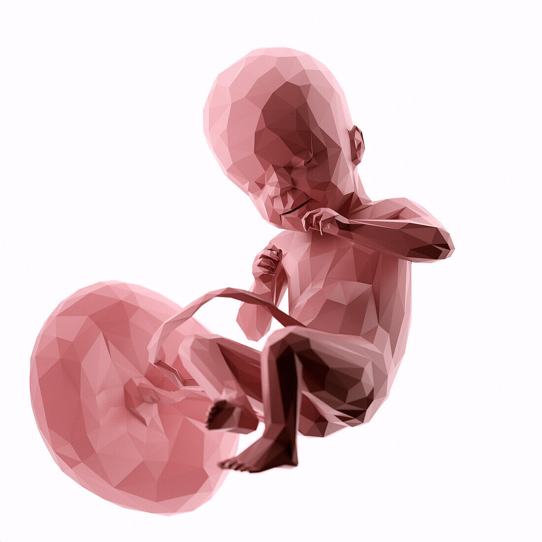 Human fetus at week 21, abstract illustration