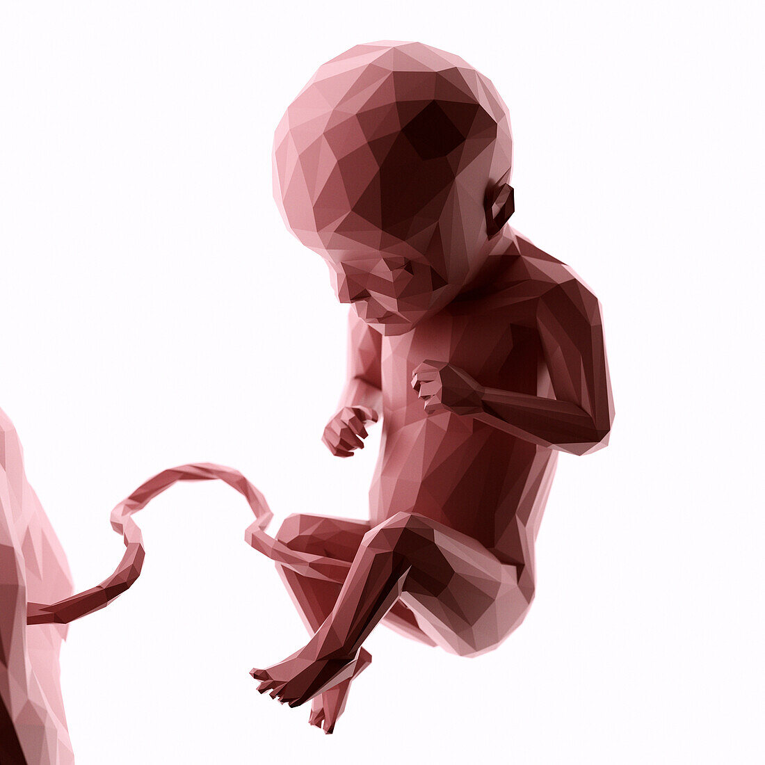 Human fetus at week 29, abstract illustration