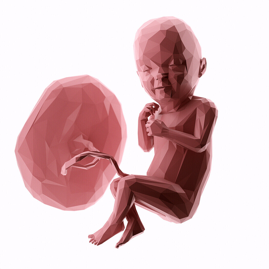 Human fetus at week 33, abstract illustration
