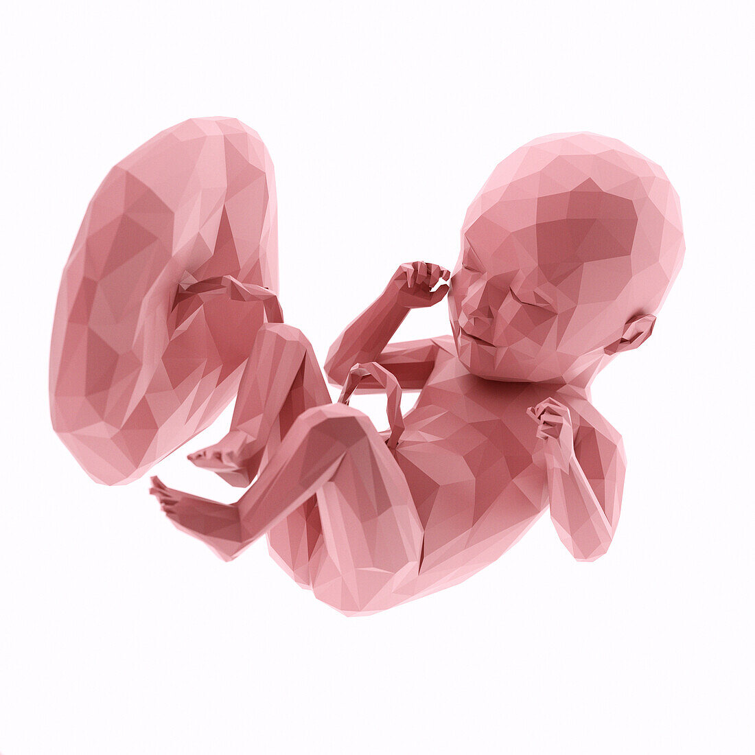 Human fetus at week 35, abstract illustration