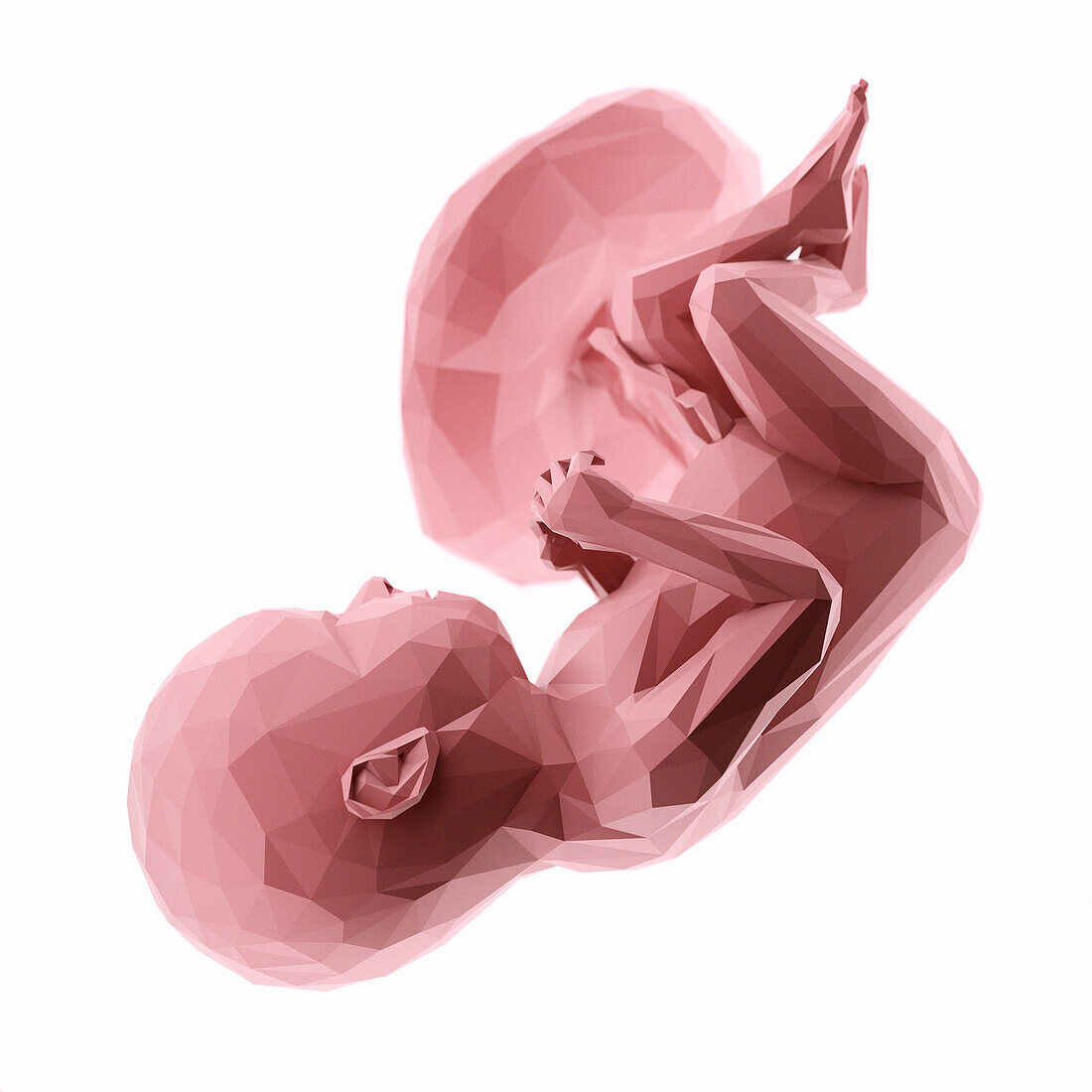 Human fetus at week 37, abstract illustration