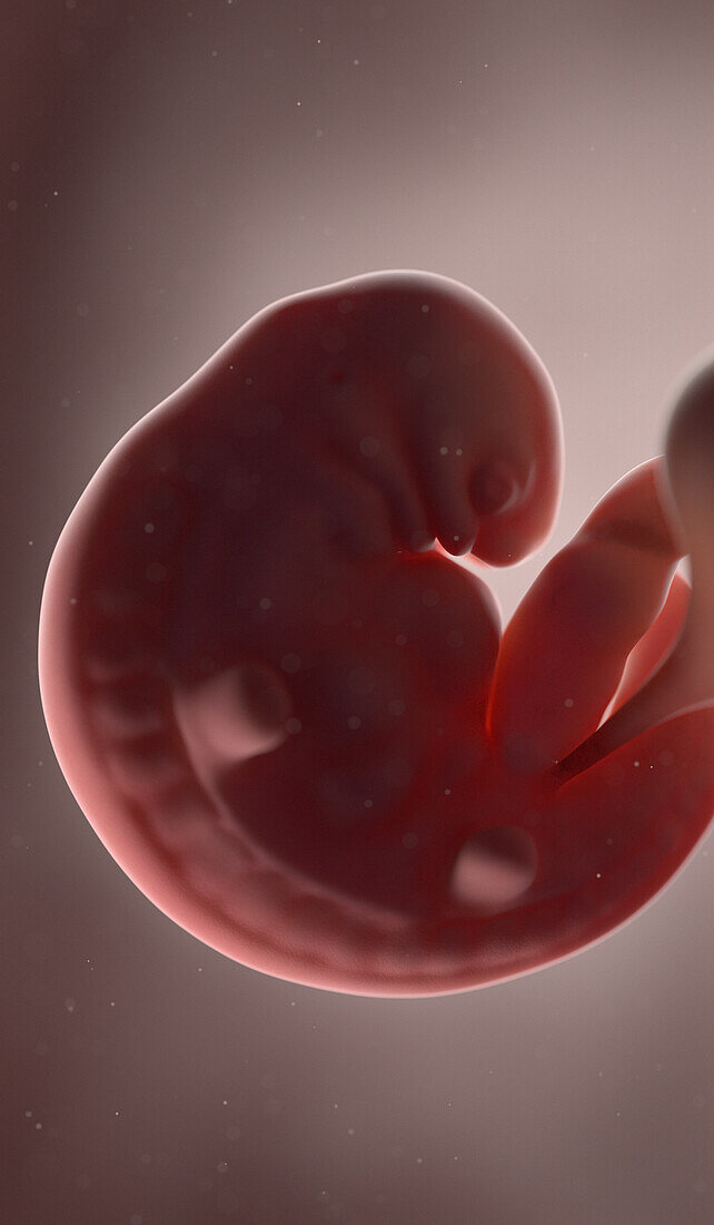 Human fetus at week 6, illustration