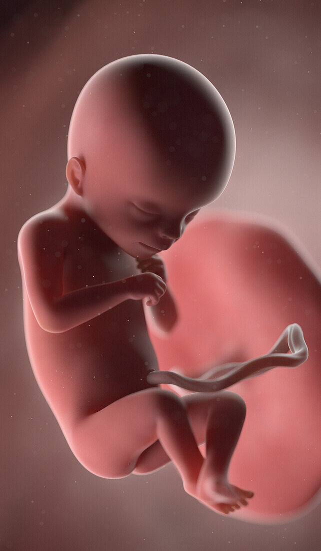 Human fetus at week 18, illustration