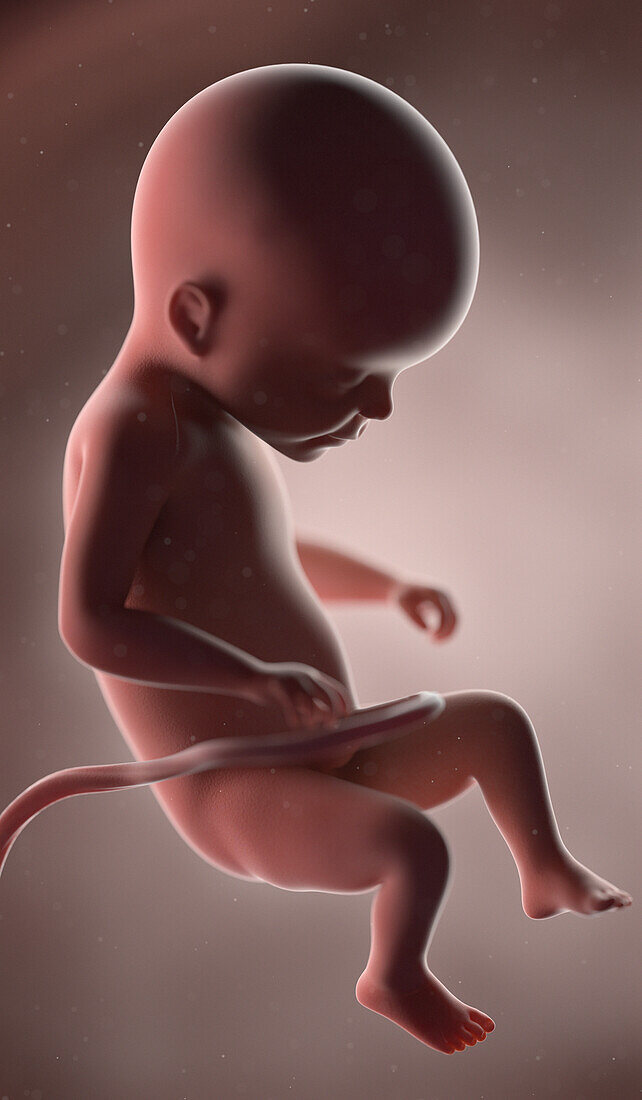 Human fetus at week 22, illustration