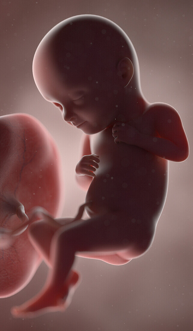 Human fetus at week 32, illustration
