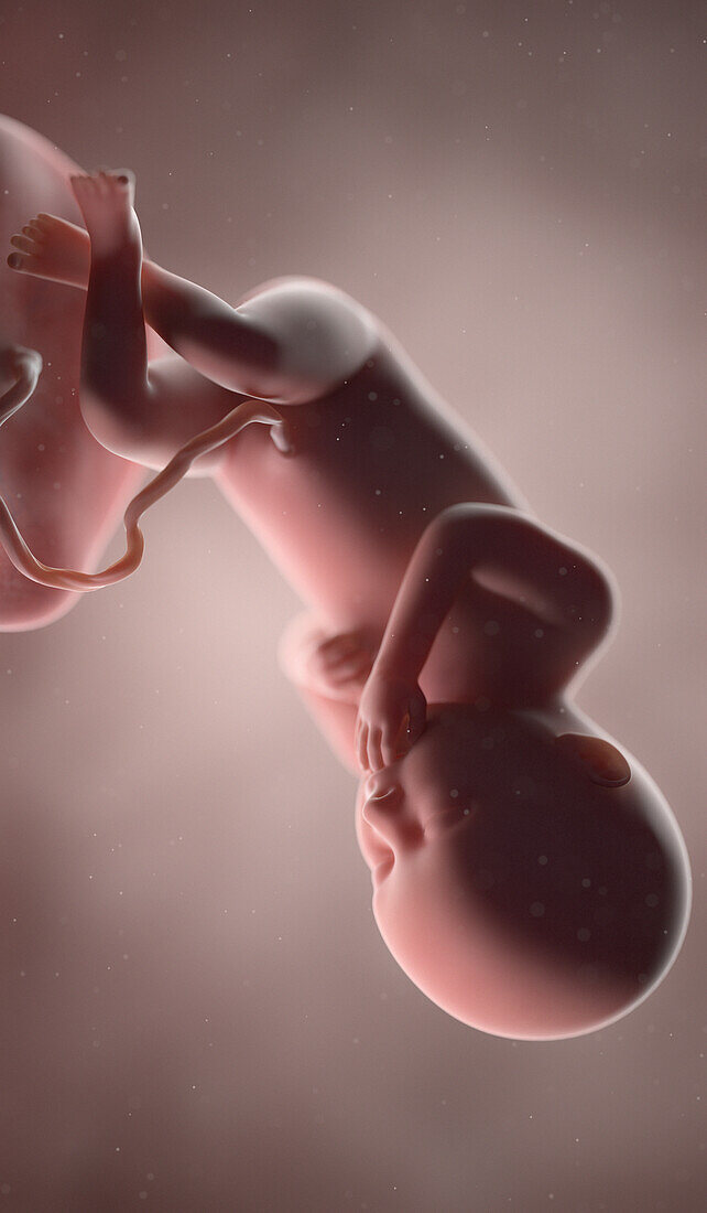 Human fetus at week 36, illustration