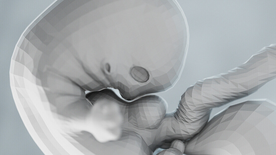 Human fetus at week 7, illustration