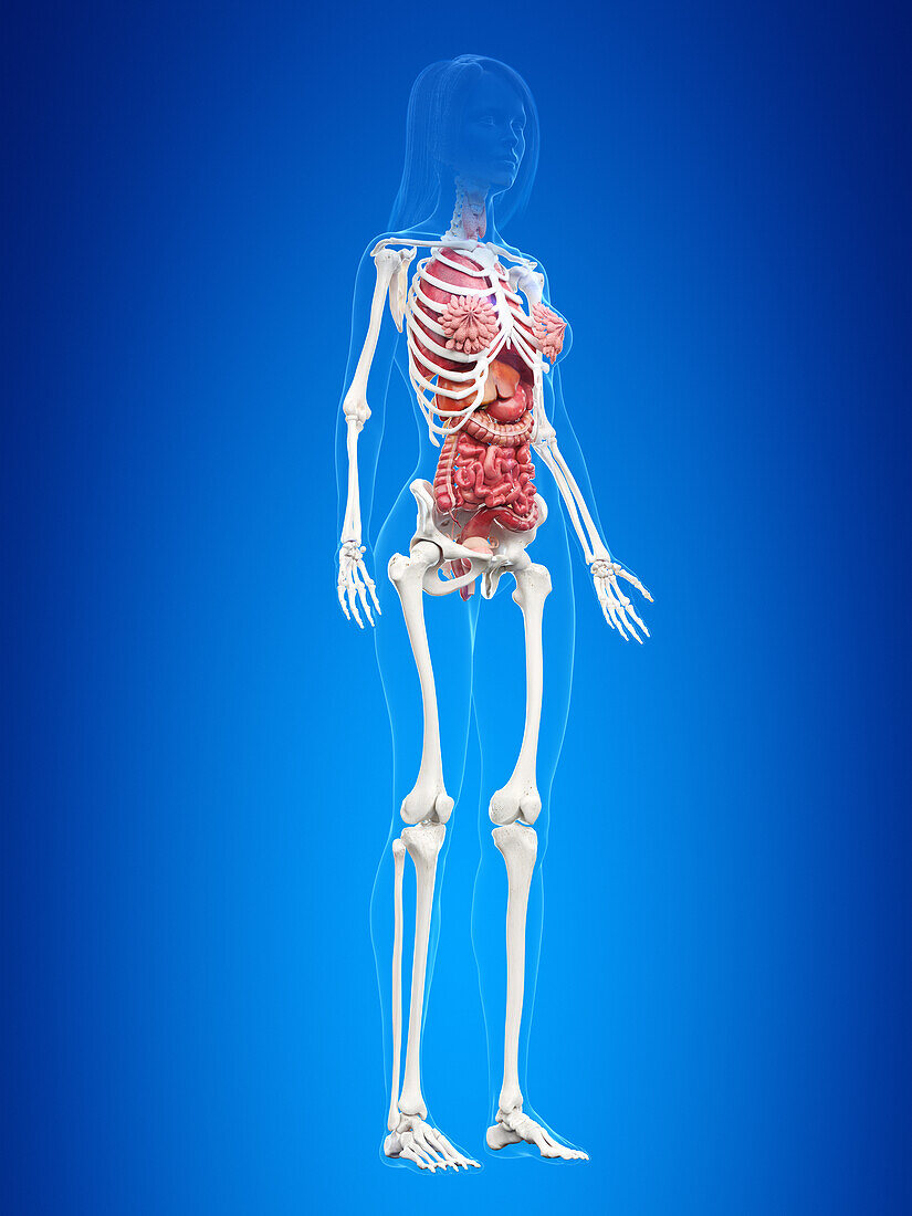 Human internal organs, illustration