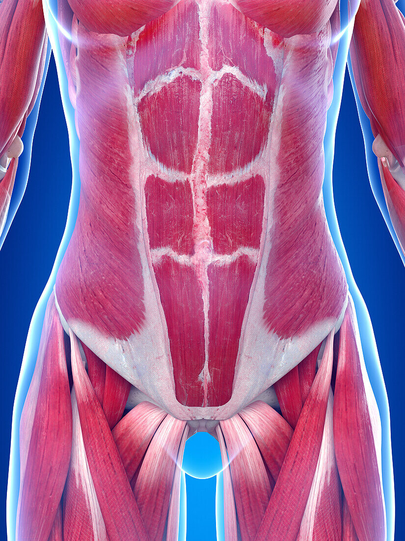 Human muscular system, illustration