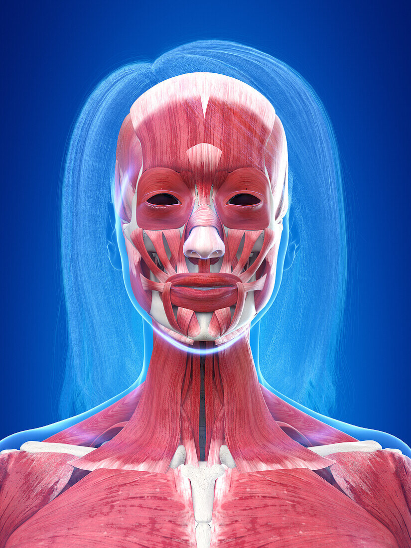 Human head muscles, illustration