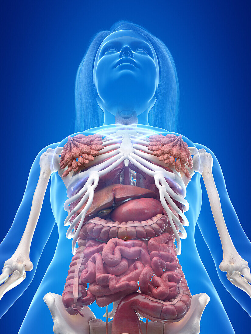 Human internal organs, illustration