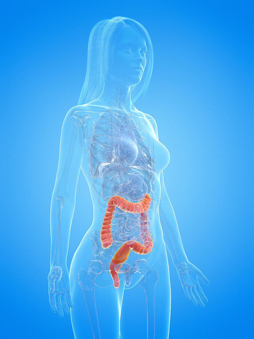 Human colon, illustration