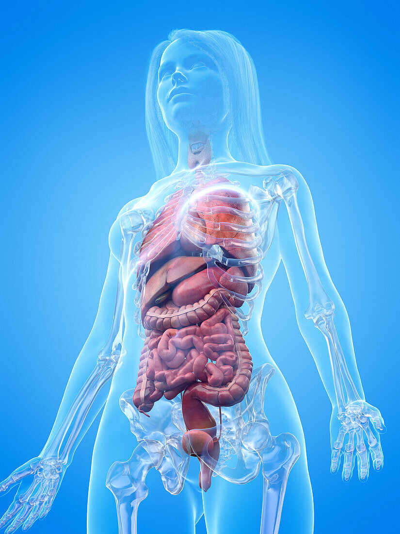 Human internal organs, illustration