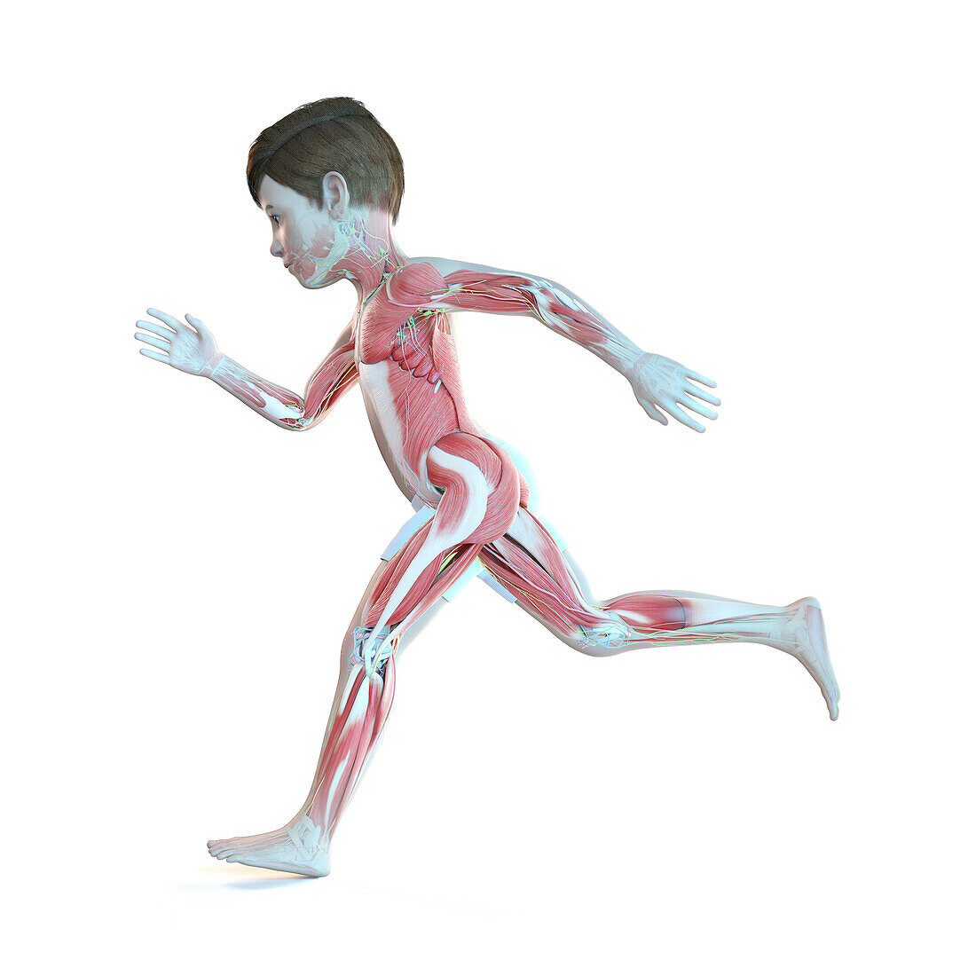 Illustration of a boy's muscles