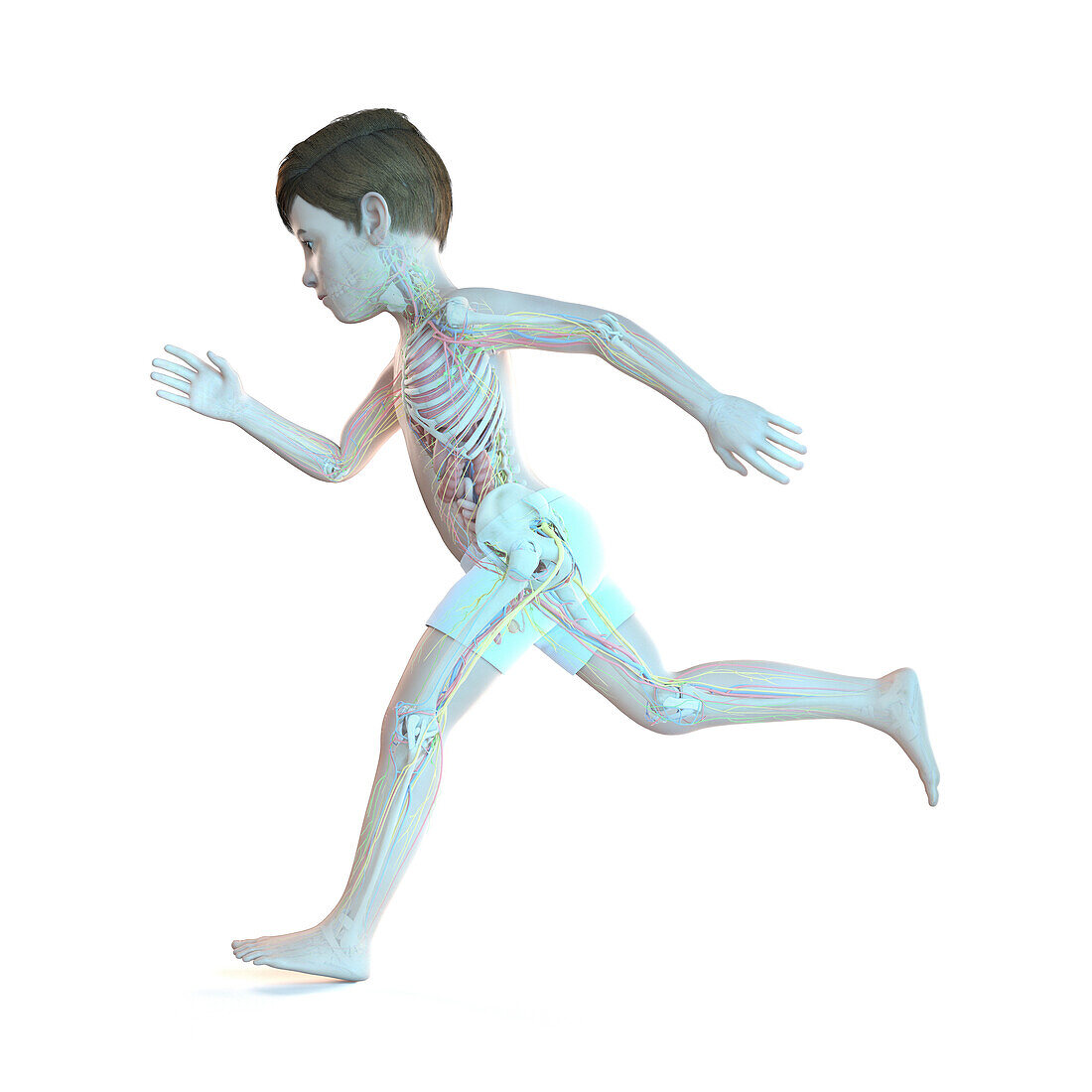 Illustration of a boy's anatomy
