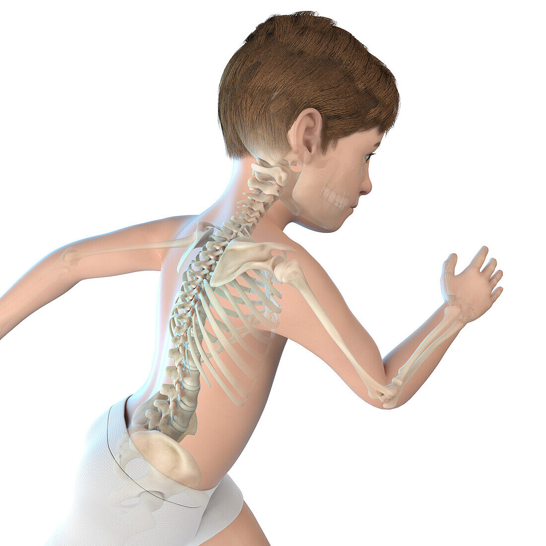 Illustration of a boy's skeletal system