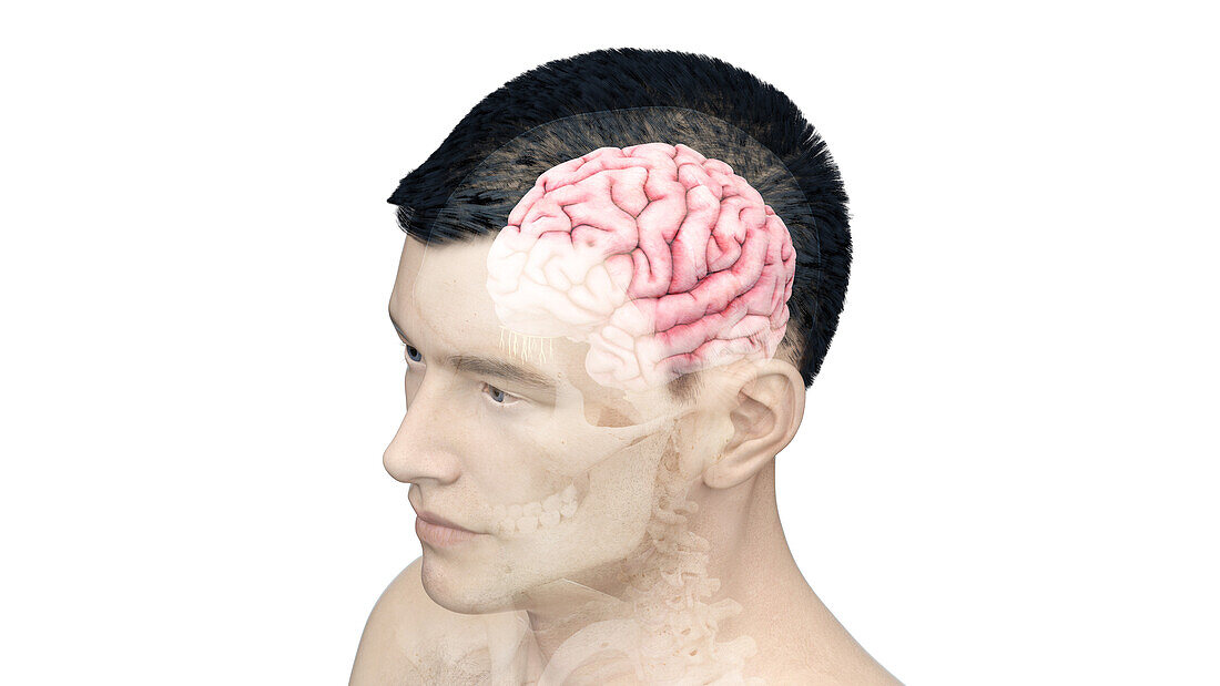 Illustration of a human brain