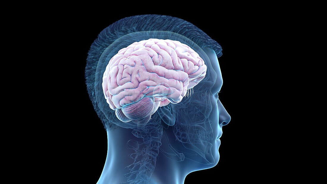 Illustration of a human brain