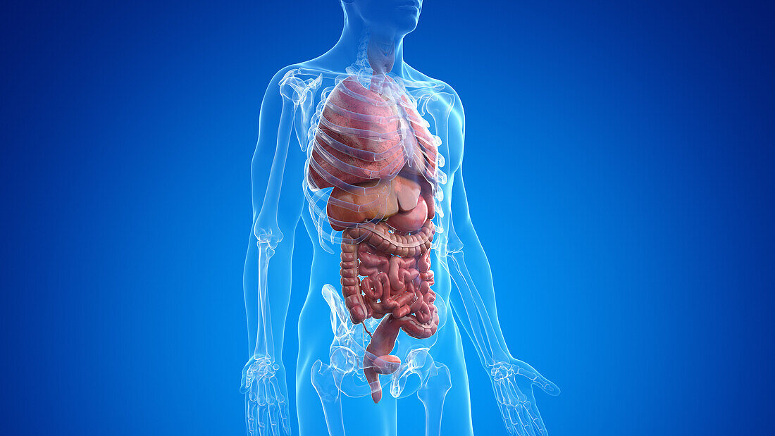 Digestive system, illustration