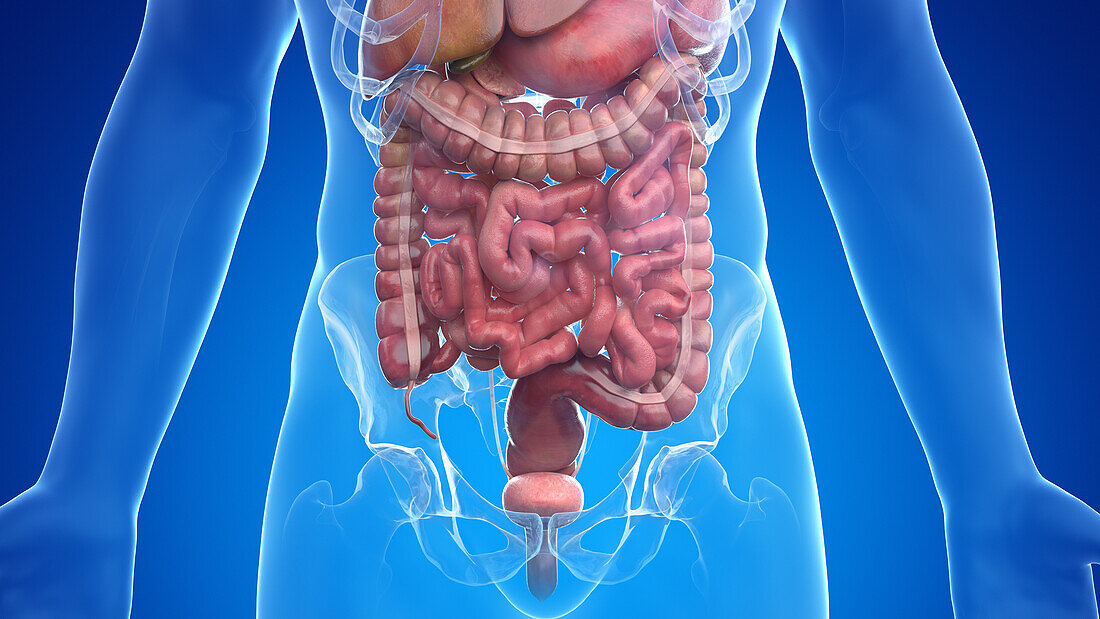 Human internal organs, illustration