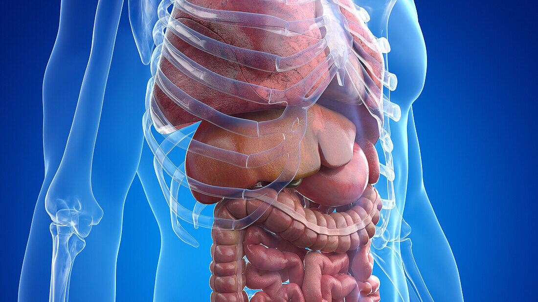 Human internal organs, illustration