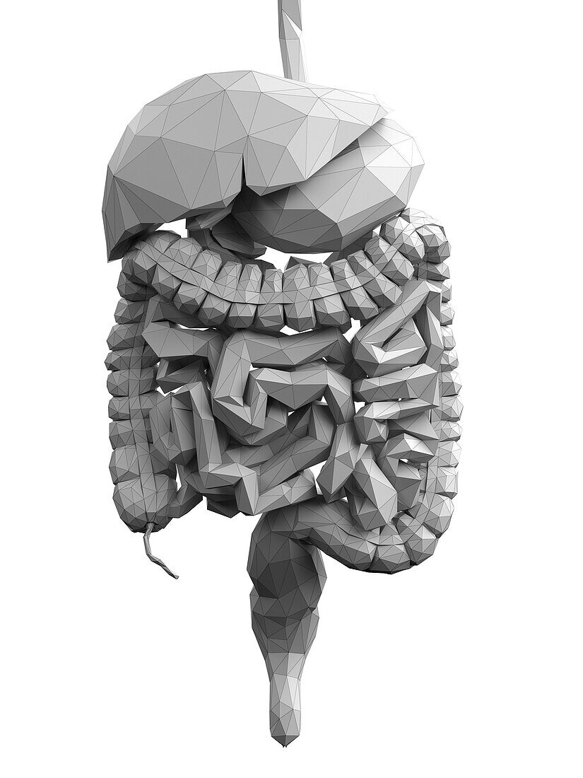 Digestive system, abstract illustration