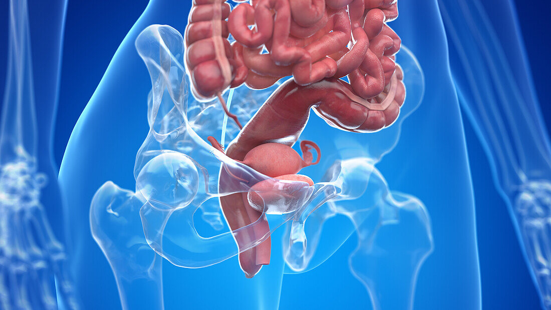Human abdominal organs, illustration