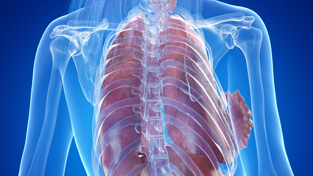 Human thorax anatomy, illustration